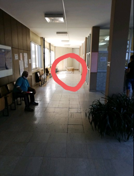 koza.jpg
